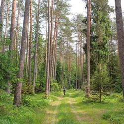 mit dem Velo durch den schönen Wald