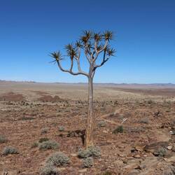 ...sehen zum Teil aus wie gemalt