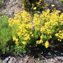 Schöne Polsterblume am ersten Pass