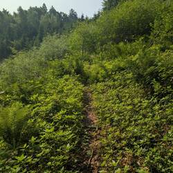 Ähm, das ist der Weg...