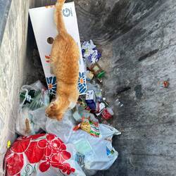 Als die Katze uns bemerkte, war sie ruckzuck verschwunden