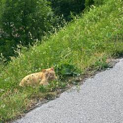 Das ist eine andere Katze. Vielleicht aus der gleichen Familie.