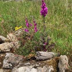 Foxglove