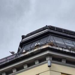 überall hats Möven