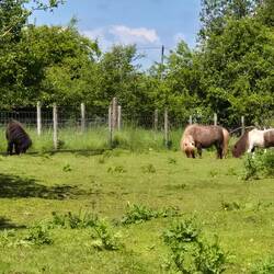 Mini-Shetties