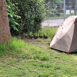 Entenmutter mit 8 Küken am Platz