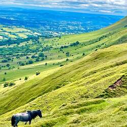 Welsh Mountain Pony