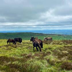 Welsh Mountain ponies on the top