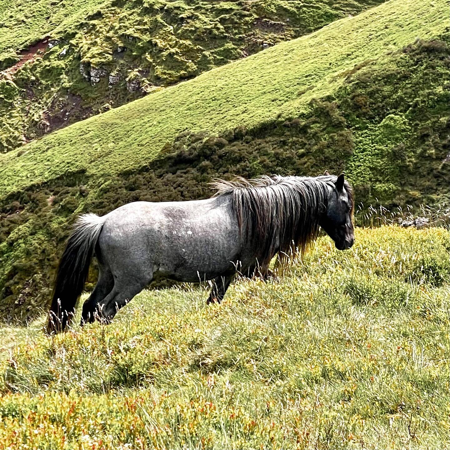 Hill ponies of Hatteral Ridge