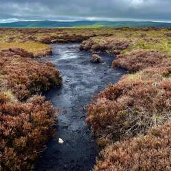 Peat bog