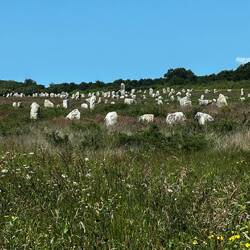 Feld mit Hinkelsteinen (Menhire) bei Carnac