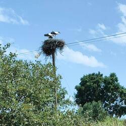 Überall Storchennester, bis zu 7 an einem großen Strommast