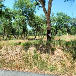 Korkeichen mit Jahreszahl, wann zuletzt geerntet wurde