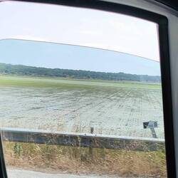 Reisfelder in Portugal