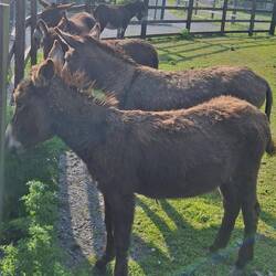Friendly donkeys came to greet us
