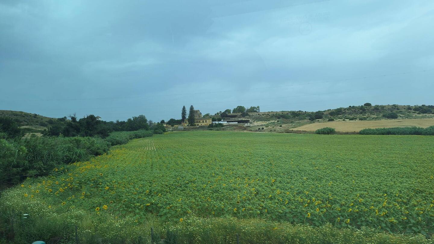 View from the bus arriving back into Seville. Faint signs of sunflowers.