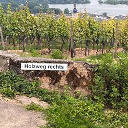 Wanderung in den Rüdesheimer Weinbergen