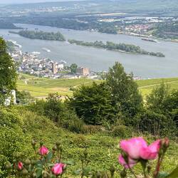 Rüdesheim und die Rüdesheimer Aue im Rhein