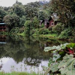 Cabins at "Sueños del bosque".