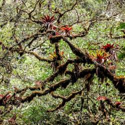 Bromeliads.