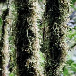Typical cloud forest: dense moss completely covers the tree trunks.