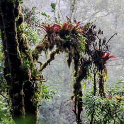 The most beautiful bromeliads I've ever seen...
