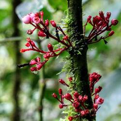 Scratchbush (Urera baccifera).