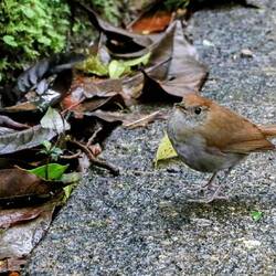 Due to the dense vegetation it is difficult to photograph birds or animals...