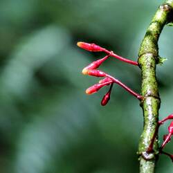 Scratchbush (Urera baccifera).