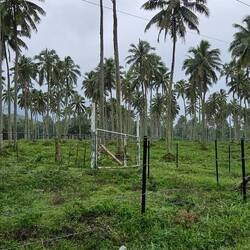 A coconut palm plantation.