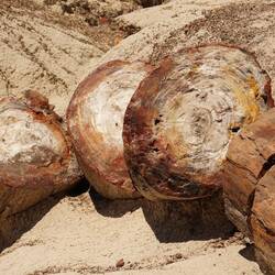 wusste nicht, dass es vor Millionen von Jahren schon Kettensägen gab