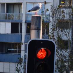 Hier halten sich auch die Vögel an die Regeln