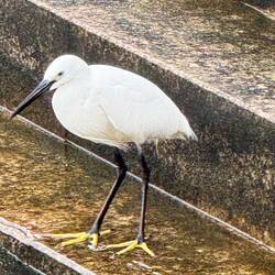 Heron--Symbol of Longevity