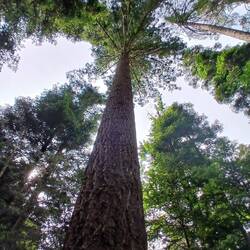 Das ist rine eigene Welt in der Rinde dieses Riesen