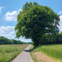 Weiter zur Erpeler Ley