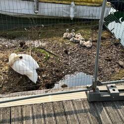Swans nesting in the Marina