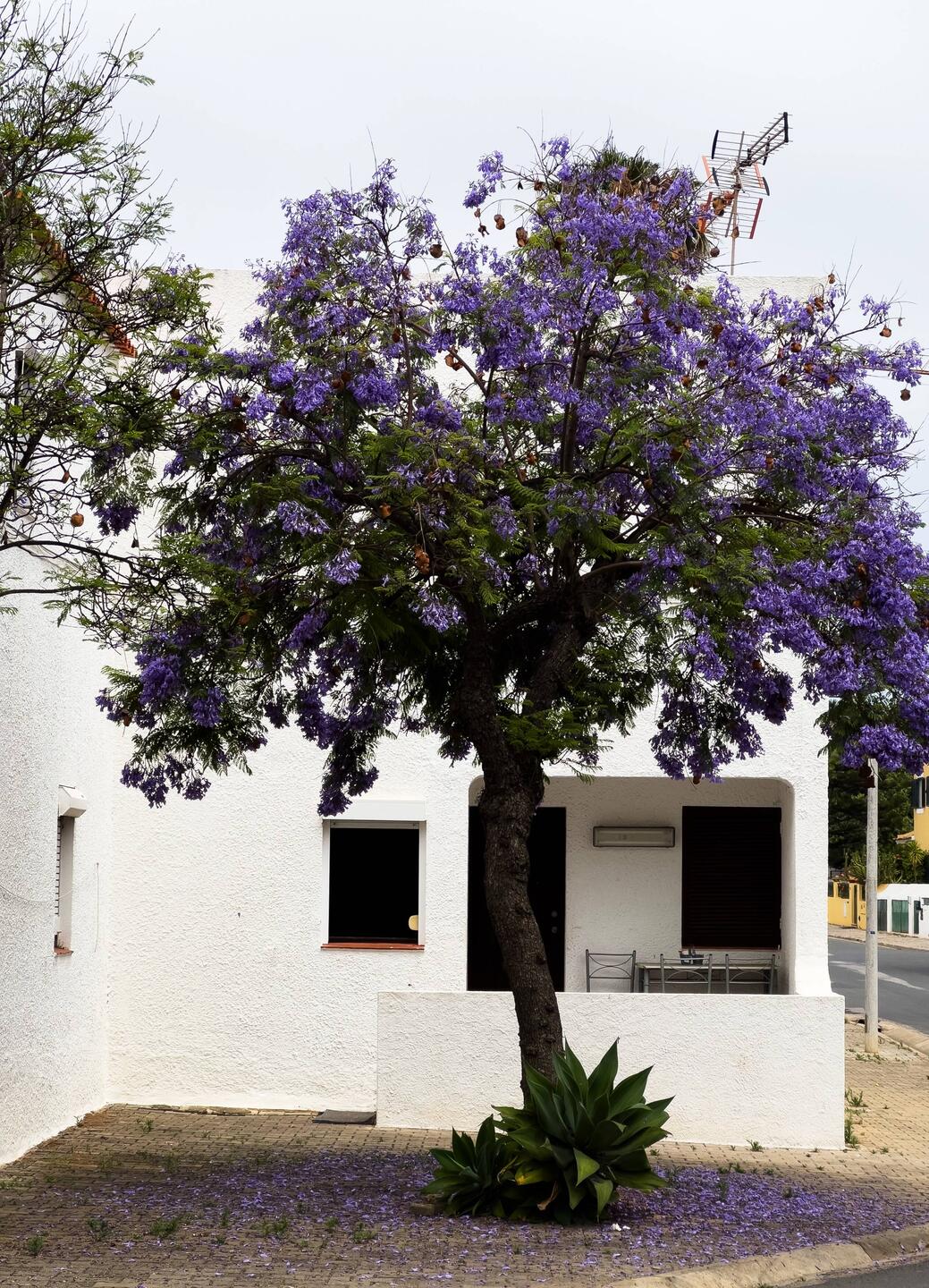 Jacaranda-Baum, für mich eine tolle Erinnerung an Tansania-Besuche in meinem früheren Leben😉.