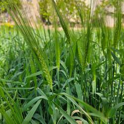 Grains being grown at a small scale, right in the town