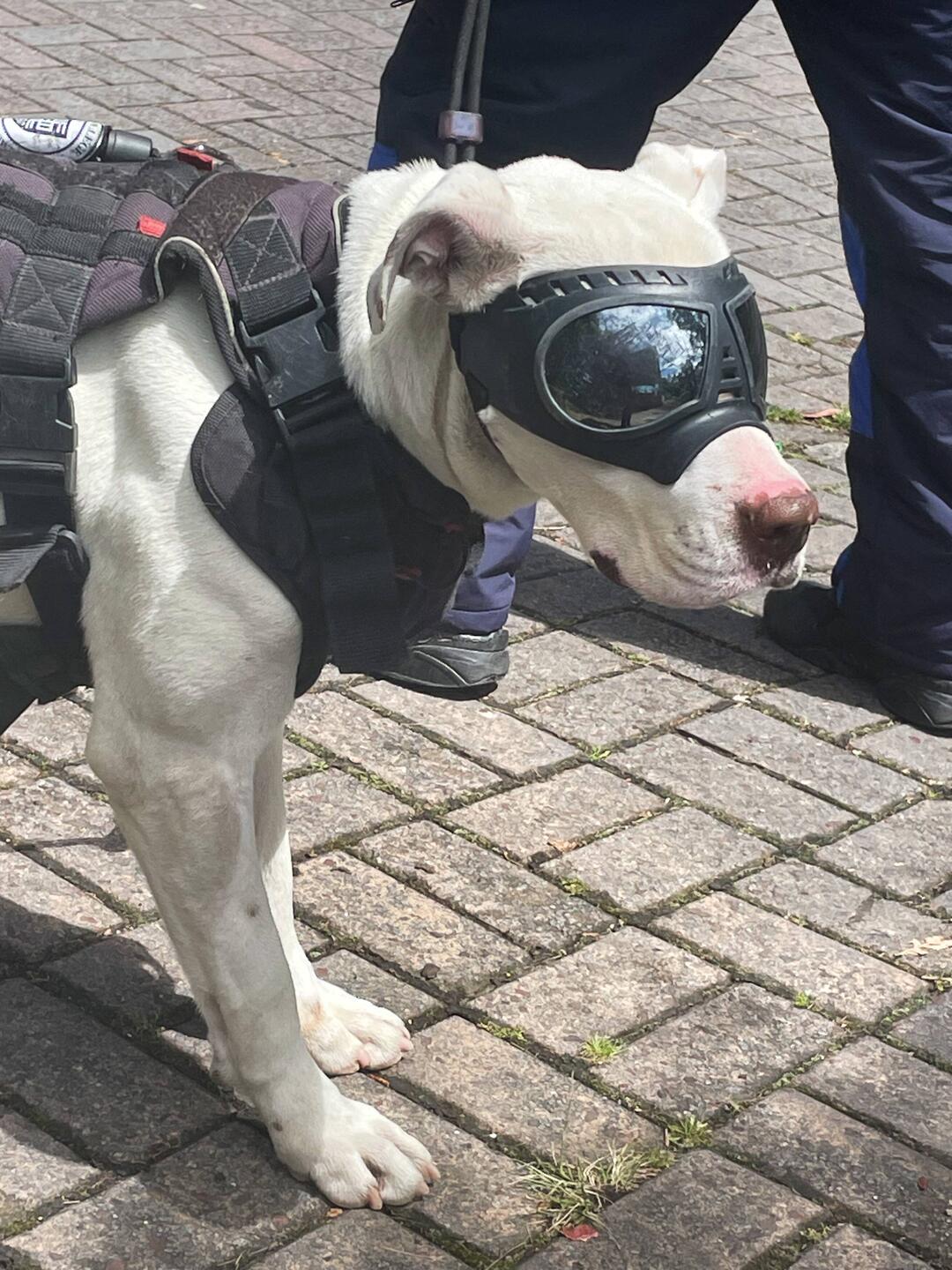 Axel