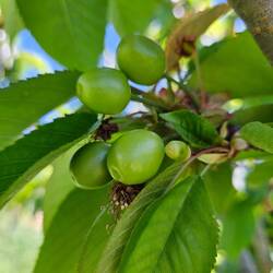 Cherry season was just a couple weeks away!