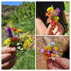 Mathai collected tiny bouquets of spring flowers on our hike