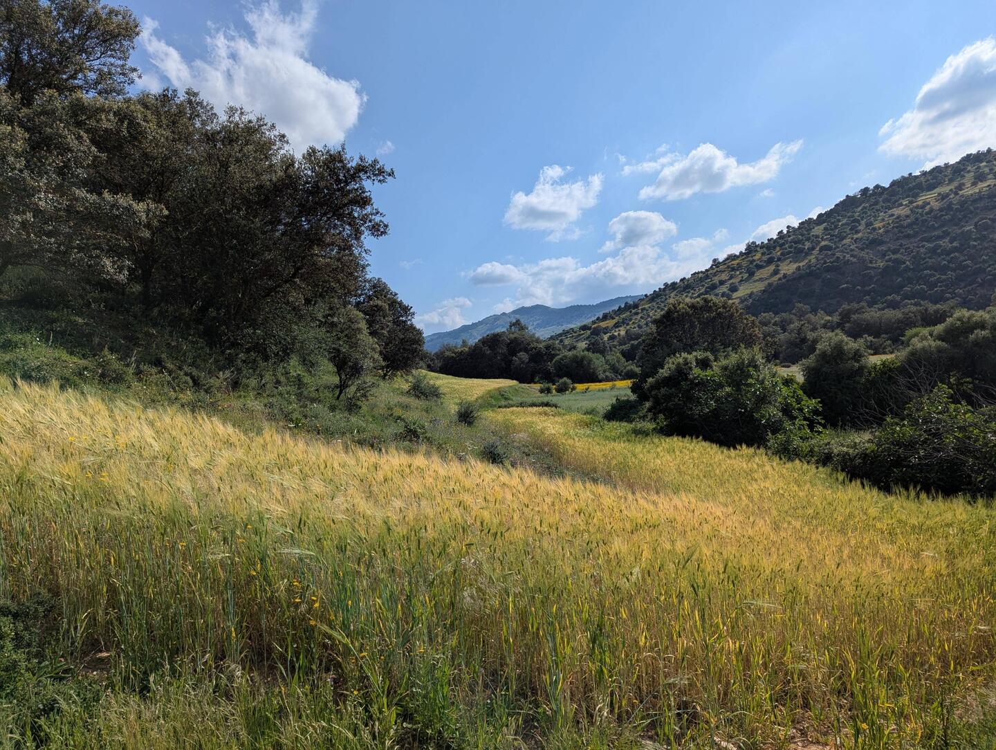 Grain almost ready to harvest