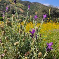 Lavender everywhere