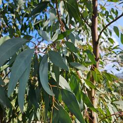 Eucalyptus