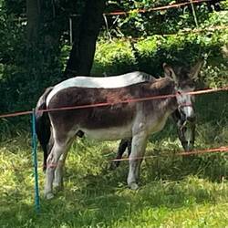 My friend the donkey