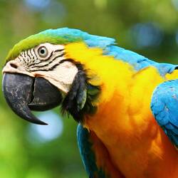 Blue-and-yellow Macaw
