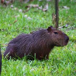Capybara
