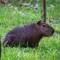 Capybara