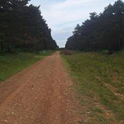 I felt like I was walking along a forestry road in Cougar Park!!!