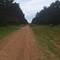 I felt like I was walking along a forestry road in Cougar Park!!!